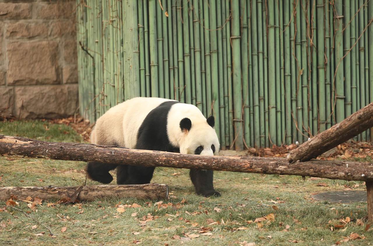 giant panda 7716922 1920