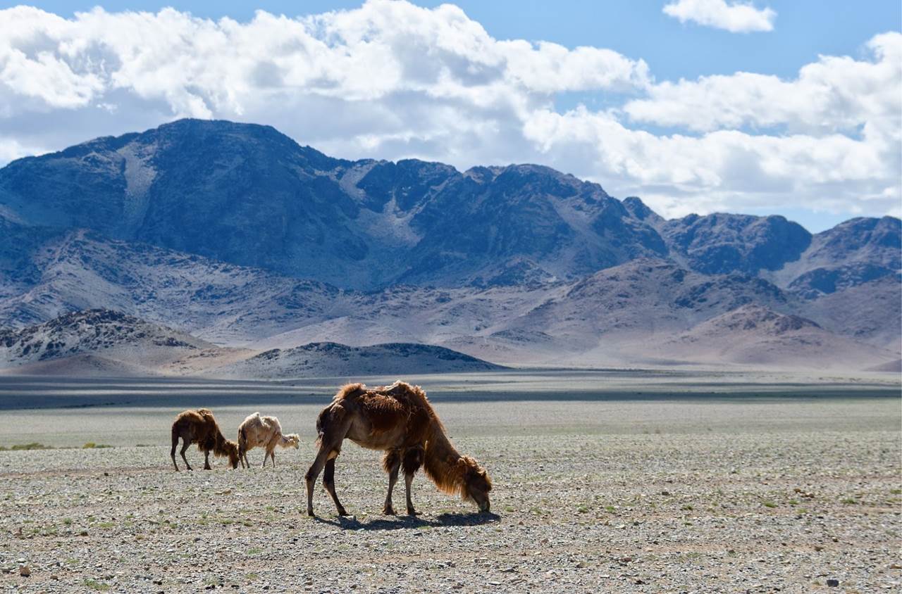 mongolia campo cammelli